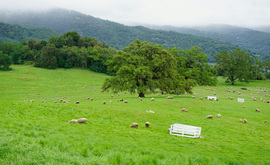 picture of a reserve amenity